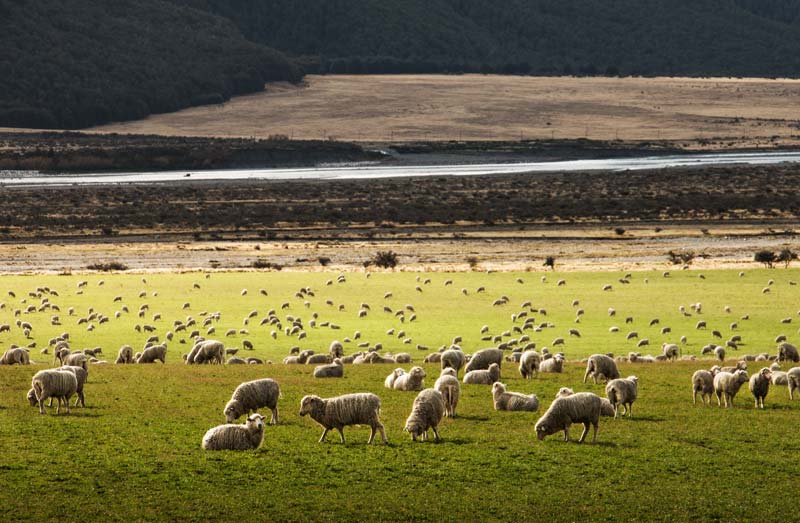 Pecore Merino al pascolo