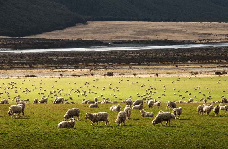 Pecore Merino al pascolo